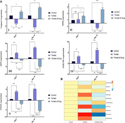 In vitro modeling of hepatocellular carcinoma niche on decellularized tomato thorny leaves: a novel natural three-dimensional (3D) scaffold for liver cancer therapeutics